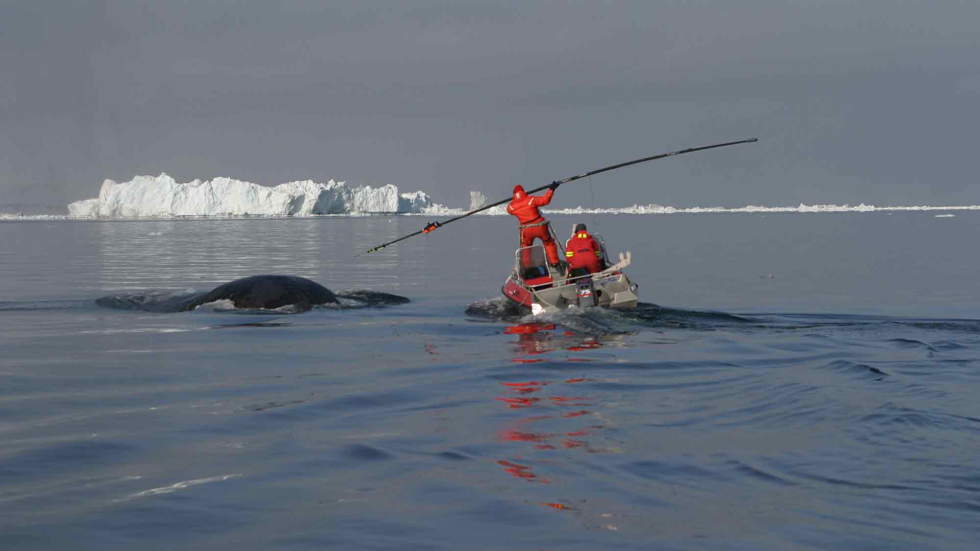 »Save the Ocean« Jörn Kriebel und Michelle Schmi: Forscher entdecken wohl ältesten Wal der Welt – 100 Jahre alte Harpune im Nacken »Save the Ocean« Jörn Kriebel und Michelle Schmi: Forscher entdecken wohl ältesten Wal der Welt – 100 Jahre alte Harpune im Nacken