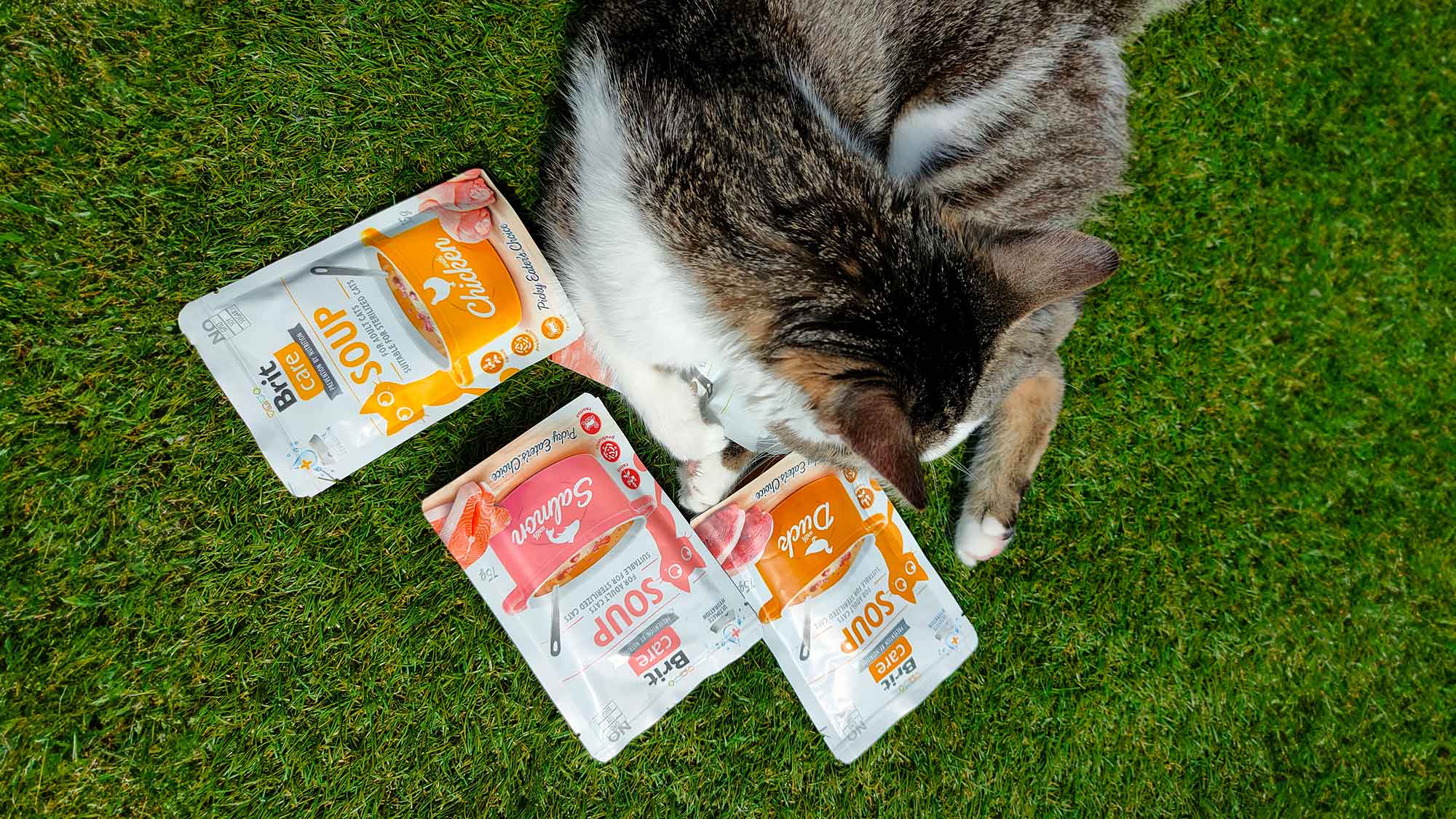 Endlich trinkt meine Katze! Tipps zum Verbessern des Trinkverhaltens bei mäkeligen Trinkern Endlich trinkt meine Katze! Tipps zum Verbessern des Trinkverhaltens bei mäkeligen Trinkern