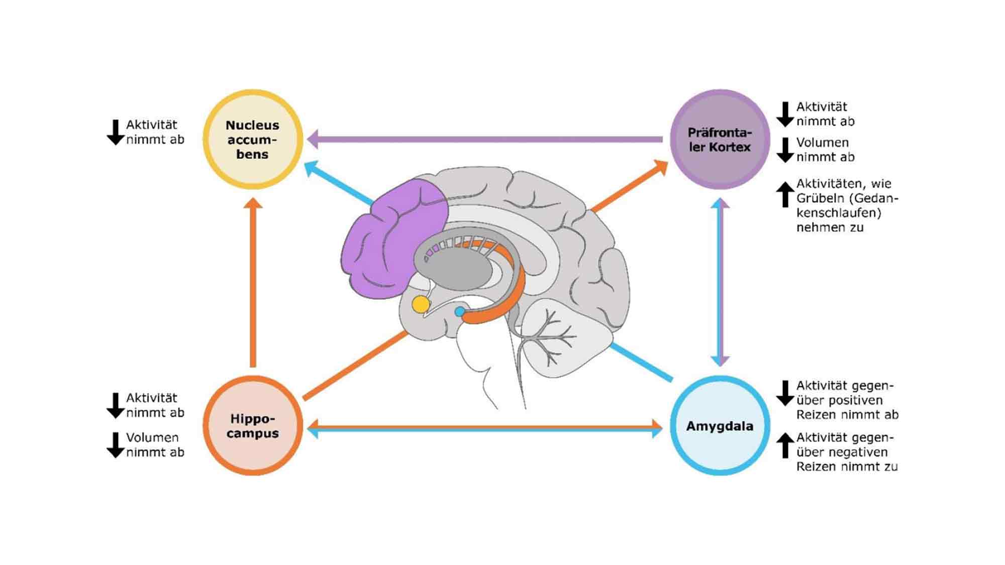 Neuroplastizität: Wie unser Gehirn lernt, zu lernen und sich selbst zu reparieren Neuroplastizität: Wie unser Gehirn lernt, zu lernen und sich selbst zu reparieren