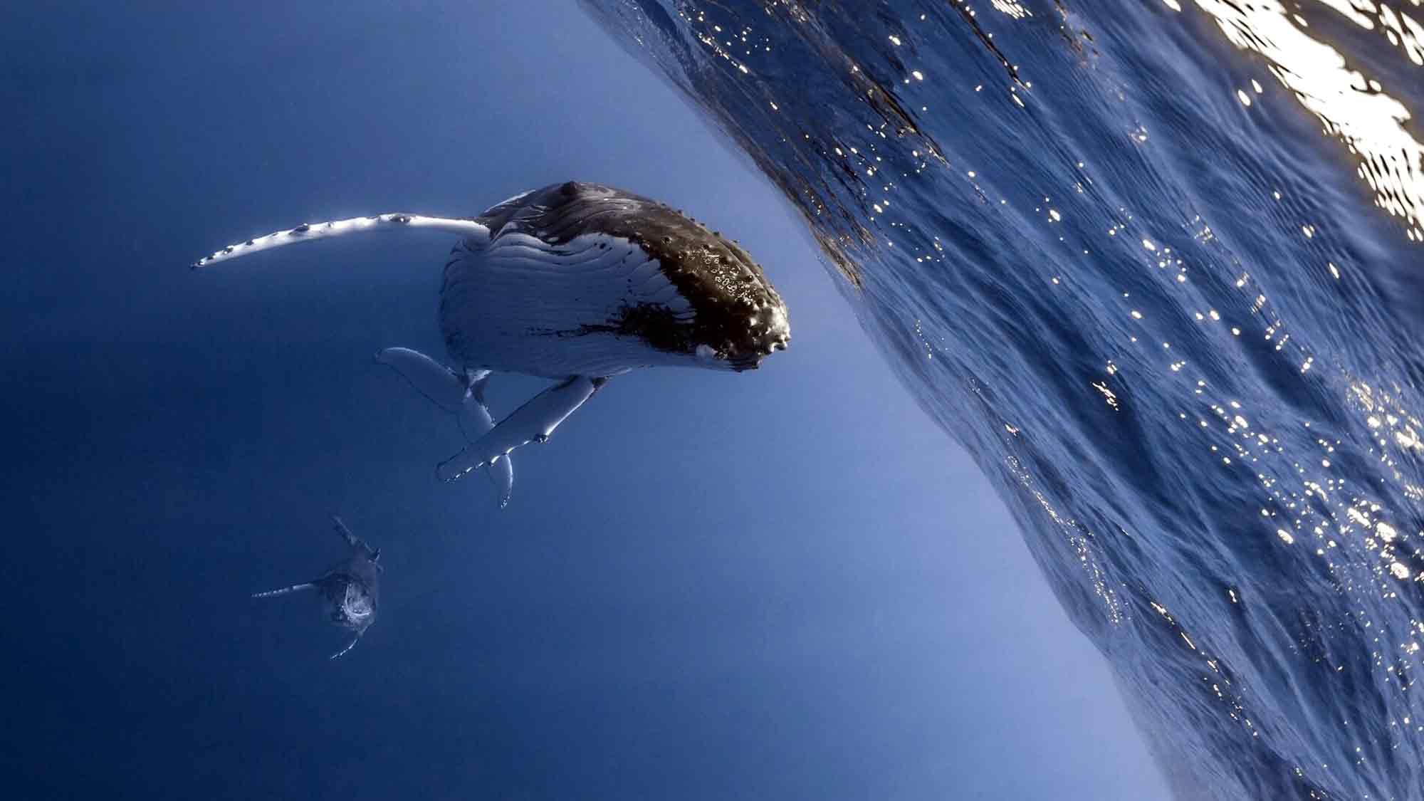 »Save the Ocean« Jörn Kriebel: Globaler Vertrag zum Schutz der biologischen Vielfalt der Ozeane – warum sektorübergreifende Zusammenarbeit entscheidend ist »Save the Ocean« Jörn Kriebel: Globaler Vertrag zum Schutz der biologischen Vielfalt der Ozeane – warum sektorübergreifende Zusammenarbeit entscheidend ist