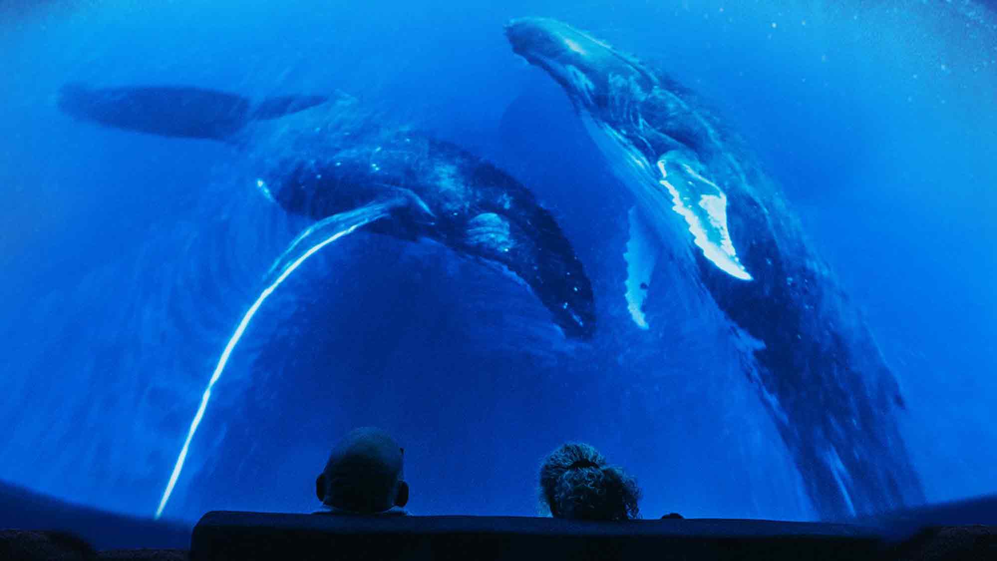 Konzert »Sounds of the Ocean«, Eintauchen in die Tiefen des Ozeans mit Live Musik im LWL Planetarium Münster, 10. Oktober 2024 Konzert »Sounds of the Ocean«, Eintauchen in die Tiefen des Ozeans mit Live Musik im LWL Planetarium Münster, 10. Oktober 2024