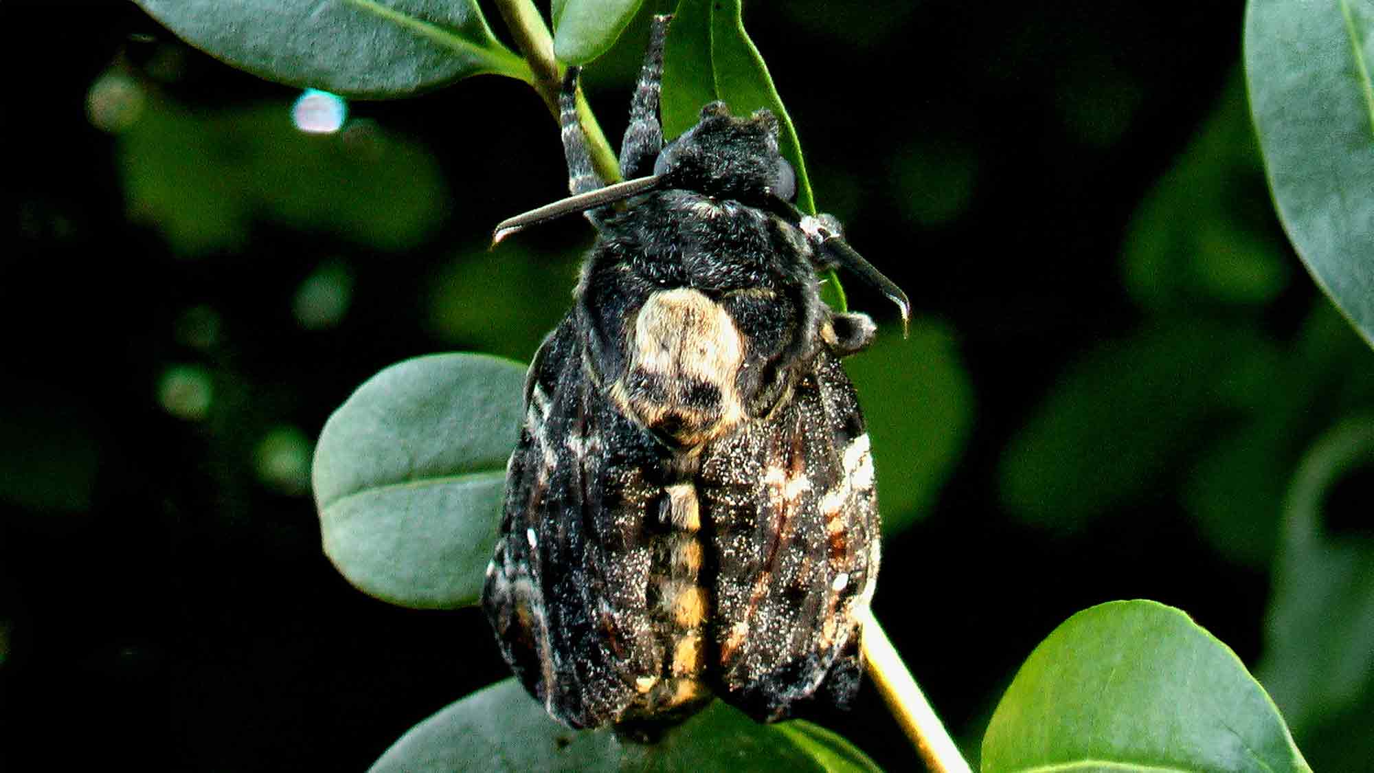 Naturschutzteam Gütersloh: Blick in die heimische Natur – der Totenkopfschwärmer (Acherontia atropos) Naturschutzteam Gütersloh: Blick in die heimische Natur – der Totenkopfschwärmer (Acherontia atropos)