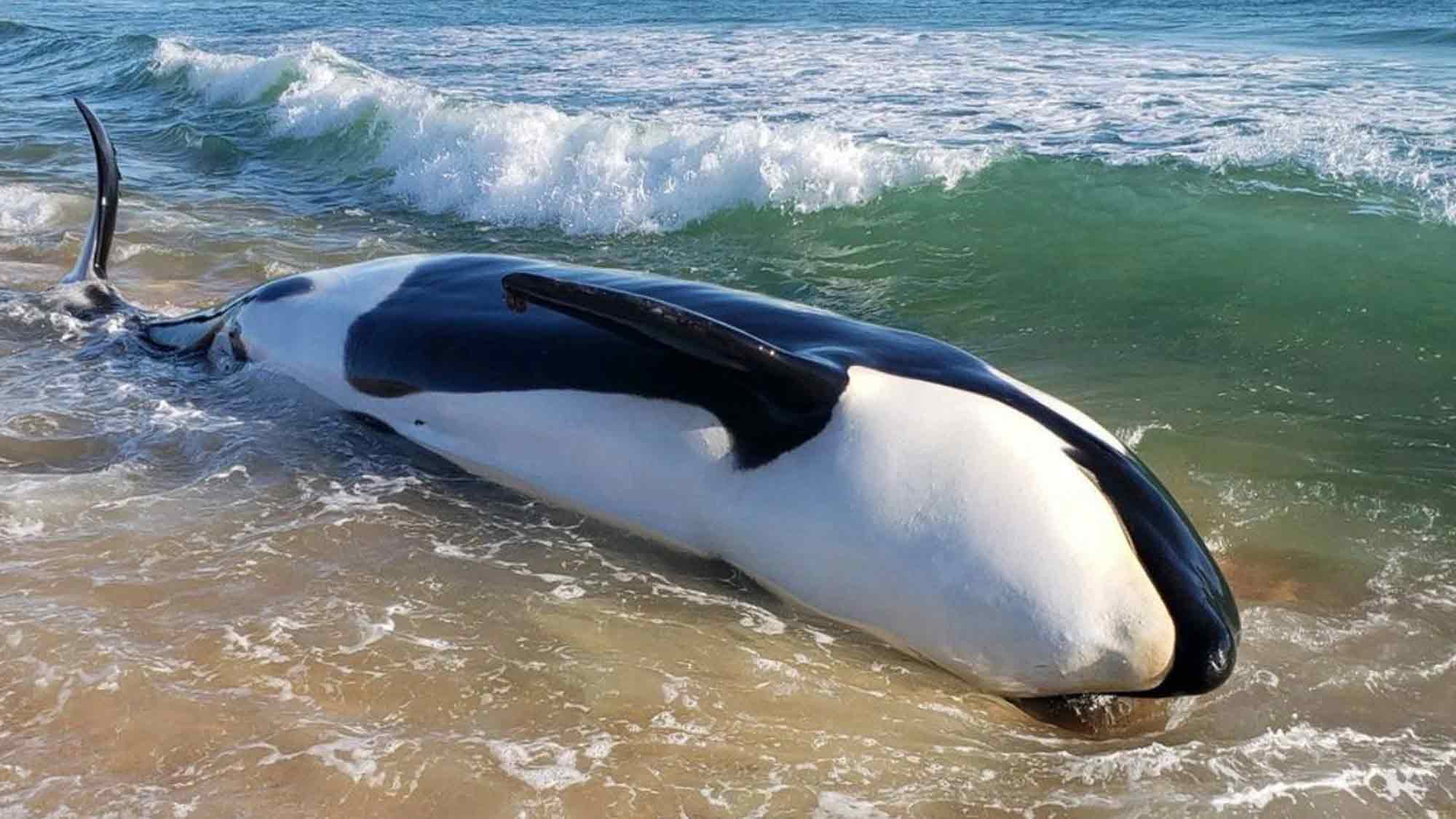 &raquo;Save the Ocean&laquo; Jörn Kriebel: Rätsel um Orca Sterben im südlichen Pazifik – neue Forschungsergebnisse werfen Fragen auf