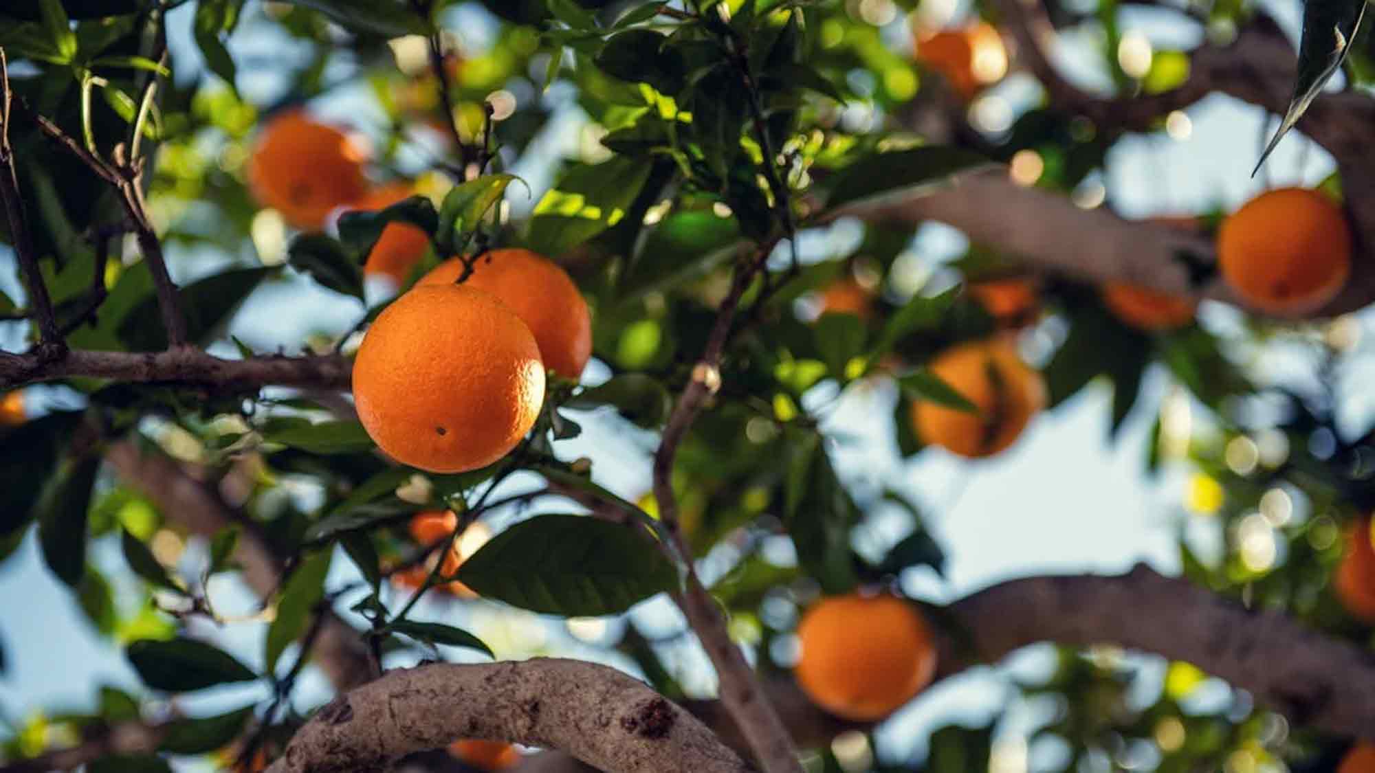 Weltladen Gütersloh: Orangen aus Kalabrien – fairer Handel mit sozialem Engagement, Bestellungen bis 9. November 2024 Weltladen Gütersloh: Orangen aus Kalabrien – fairer Handel mit sozialem Engagement, Bestellungen bis 9. November 2024