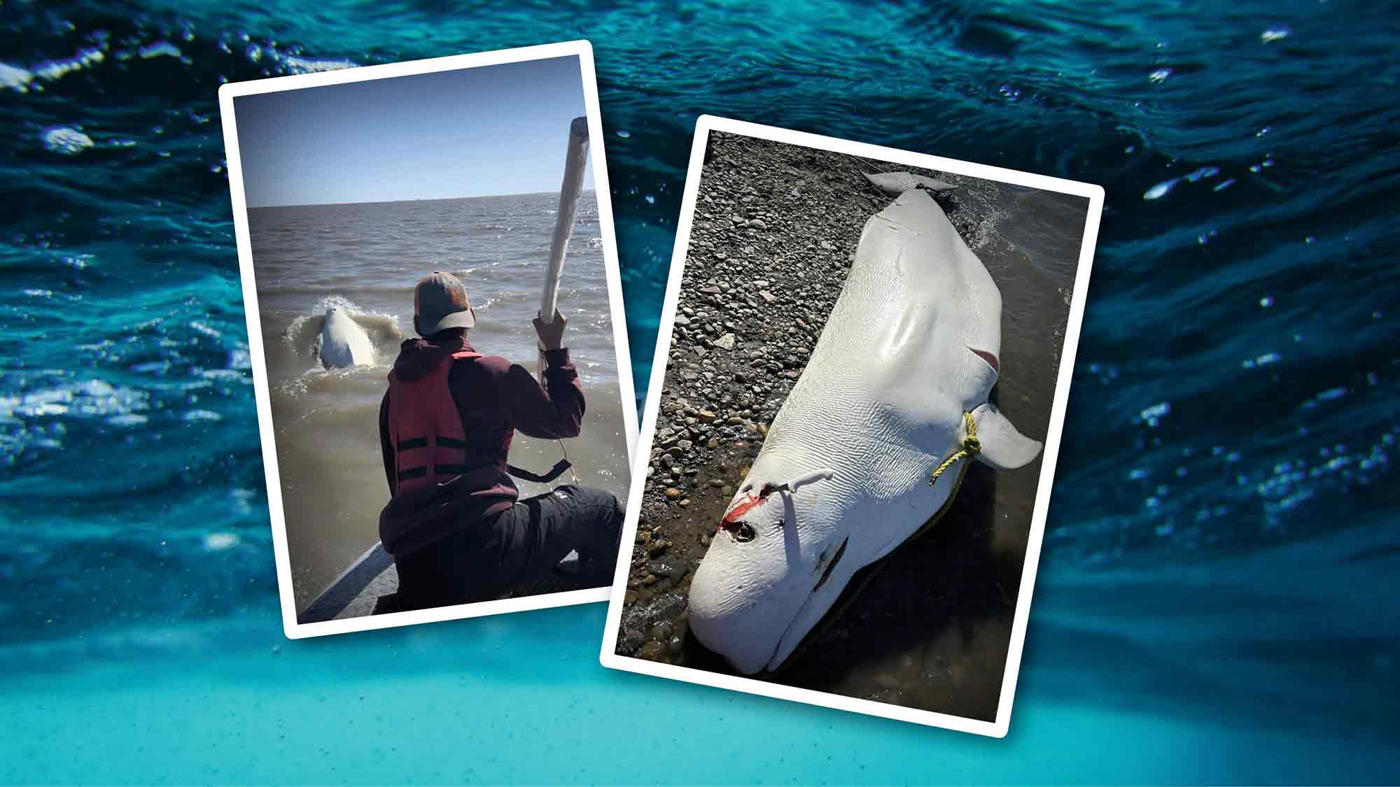 »Save the Ocean« Jörn Kriebel. brutale Jagd auf Belugawale in Inuvik, Kanada – ein Appell zum Schutz dieser bedrohten Art »Save the Ocean« Jörn Kriebel. brutale Jagd auf Belugawale in Inuvik, Kanada – ein Appell zum Schutz dieser bedrohten Art