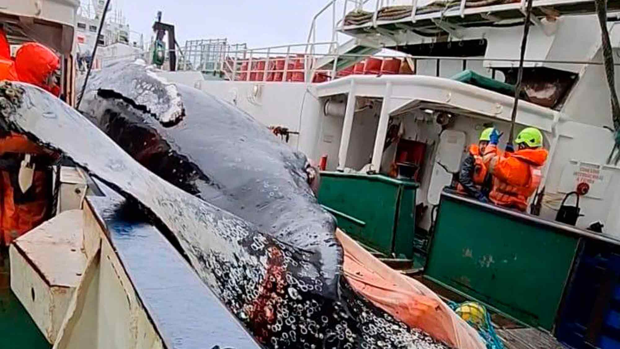&raquo;Save the Ocean&laquo; Jörn Kriebel: Tote und verletzte Buckelwale in Krill Fischernetzen in der Nähe der Antarktis gefunden, Bericht enthüllt
