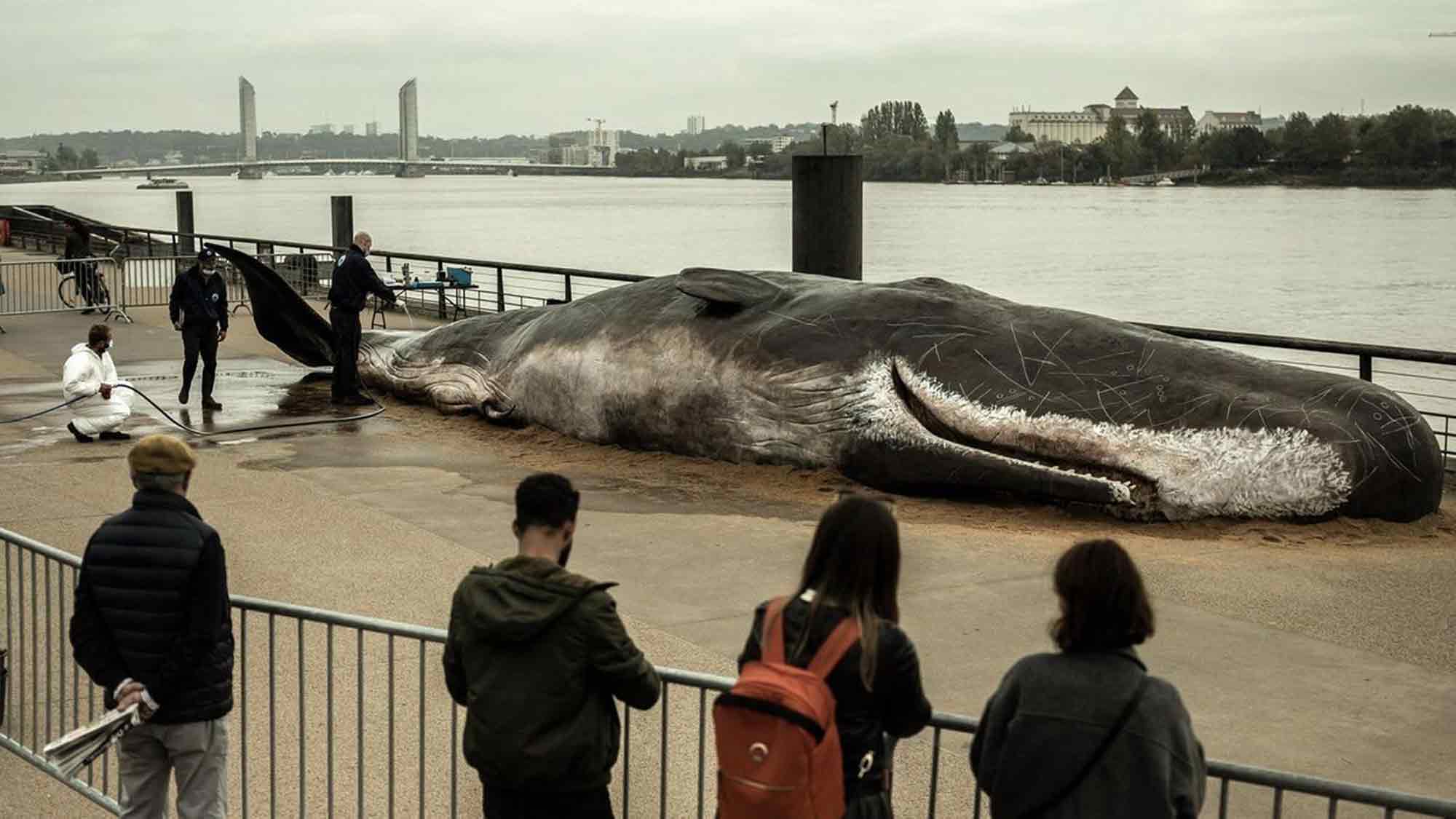 &raquo;Save the Ocean&laquo; Jörn Kriebel: Verstörender Anblick – &raquo;Pottwal Kadaver&laquo; sorgt für Aufsehen in Baku