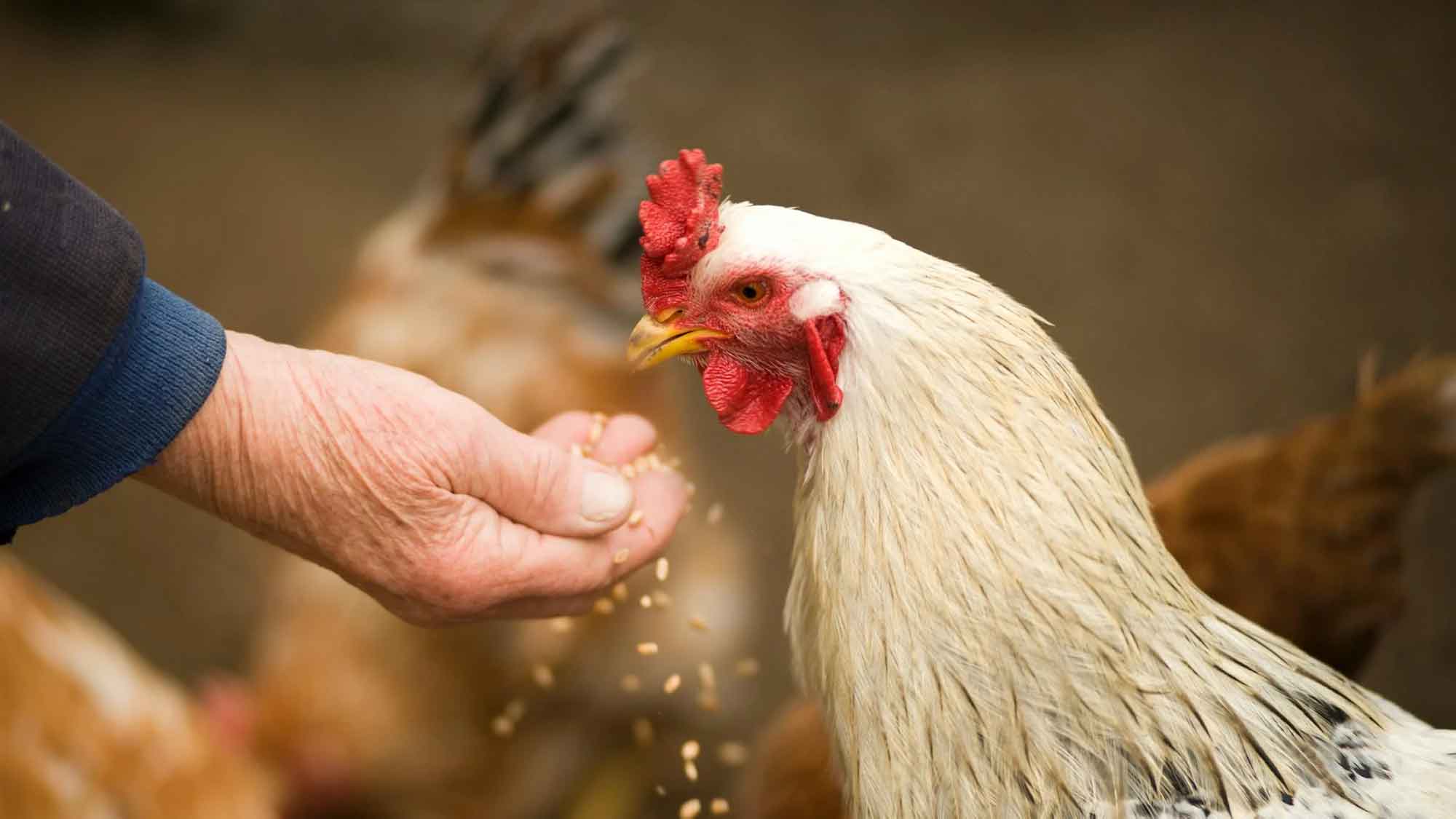 Brut und Aufzucht von Rassegeflügel und Hobbygeflügel, Weihnachtsstimmung auf Bauernhöfen Brut und Aufzucht von Rassegeflügel und Hobbygeflügel, Weihnachtsstimmung auf Bauernhöfen
