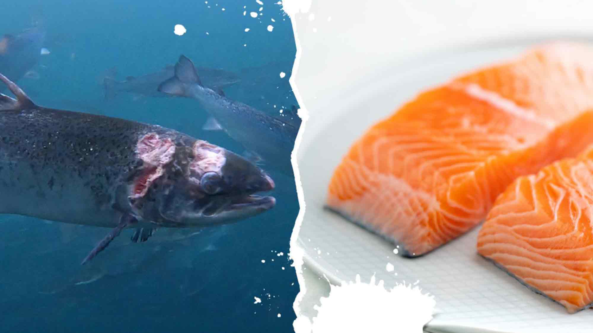 Foodwatch fordert Verkaufsstopp für Lachs aus Norwegen – Tierleid und Umweltschäden in der Aquakultur