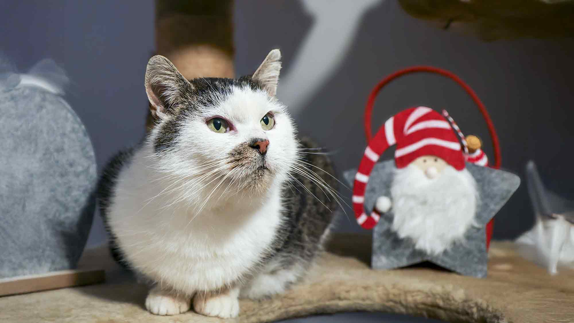 Tiere treffen, Tiere retten – &raquo;Spendengala&laquo; für Tiere auf dem Tierschutzhof in Varensell